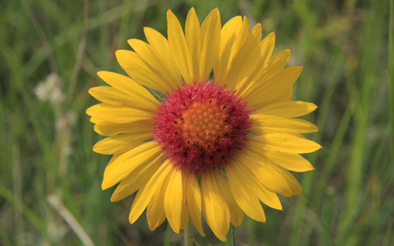 Part of the sunflower family, Gaillardia flowers are typically bright red with yellow tips.