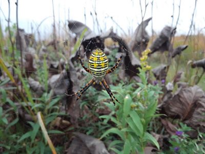 Garden Spider