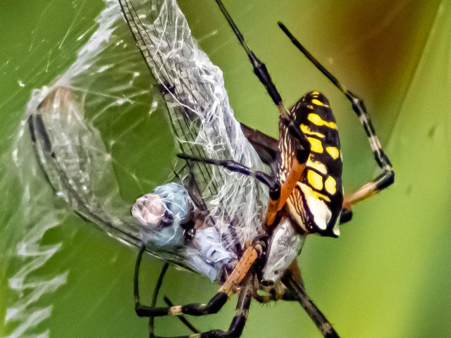 A black and yellow garden spider spinning a web around its insect prey.