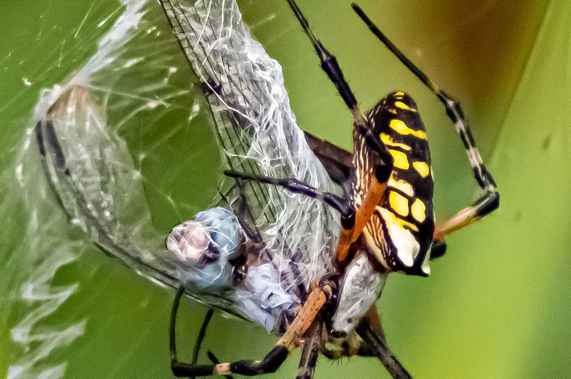 A black and yellow garden spider spinning a web around its insect prey.
