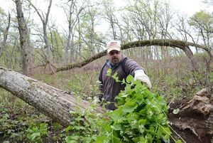 Man piles up leafy invasive plants in the spring woods