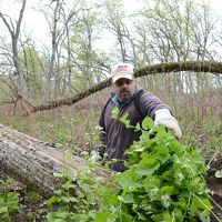 Man piles up leafy invasive plants in the spring woods