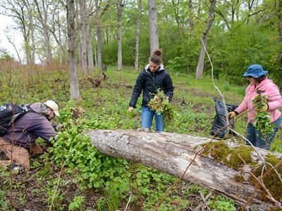 Pulling garlic mustard during a volunteer work day.