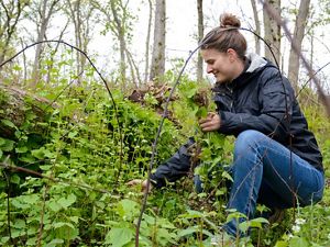 A women pulls invasive species in a wooded area. 