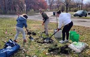 Three volunteers plant a tree in a Gary, Indiana park. 