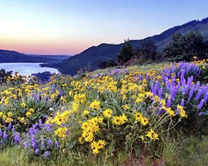 Purple and yellow wildflowers overlooking the Columbia River.