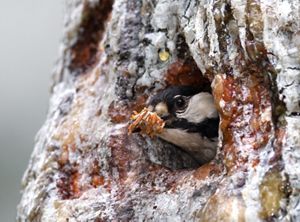 A black and white bird explores a hole in a tree trunk.