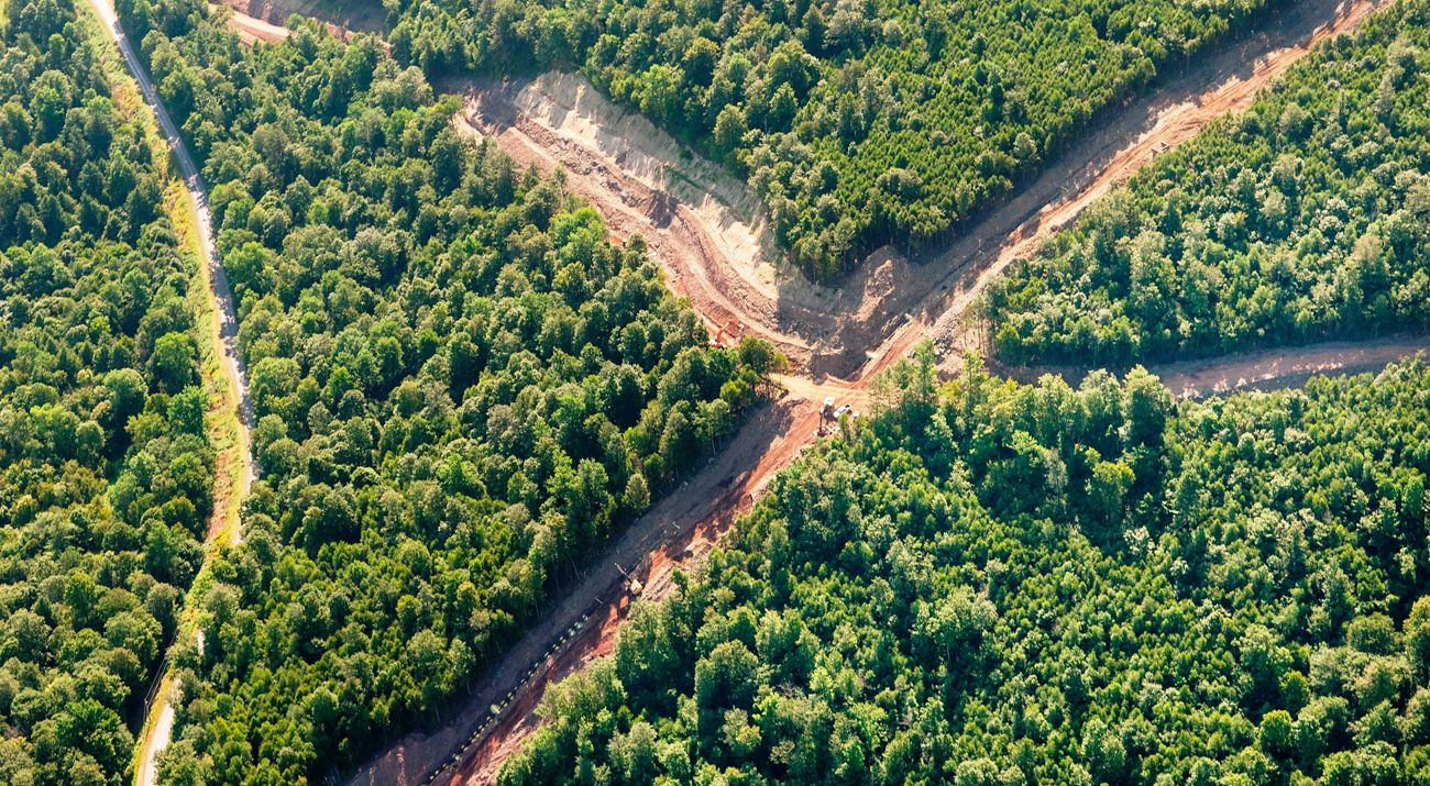 Dirt roads fragment a vast green forest.