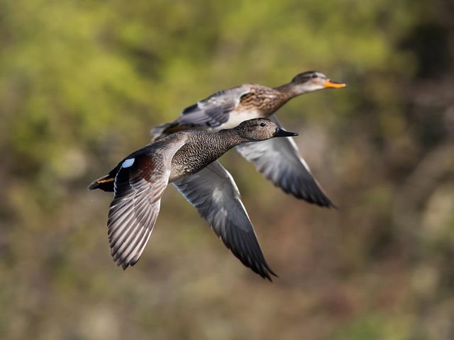Two adult gadwalls are flying through a forested area.