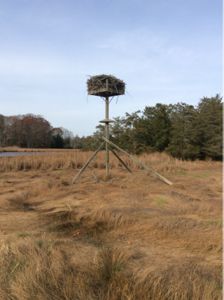 Tall grasses surround a wooden structure harboring a large nest.
