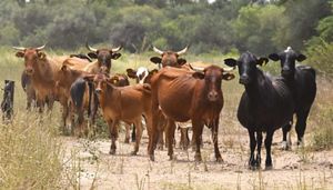 Image of a group of brown and black cattle in a pasture.
