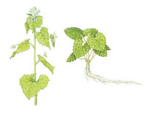 Two illustrations, wide, spade shaped leaves with jagged edges grown from an upright stem topped with small white flowers and a cluster of leaves grow from the top of a thick taproot.