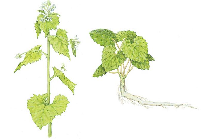 Illustration of the stem, leaves and flowers of invasive garlic mustard.