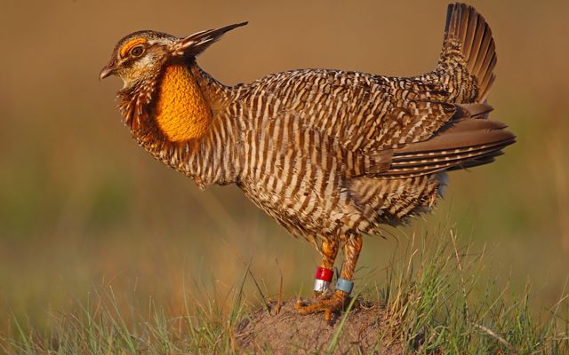 A bird with brown and white feathers and a large orange sac near its face stands on a bird mound in a grassy field.