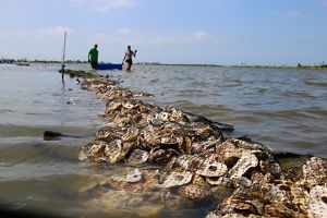 Two people wade across a shallow bay carrying a tub near a line of  submerged bags of oyster shells.