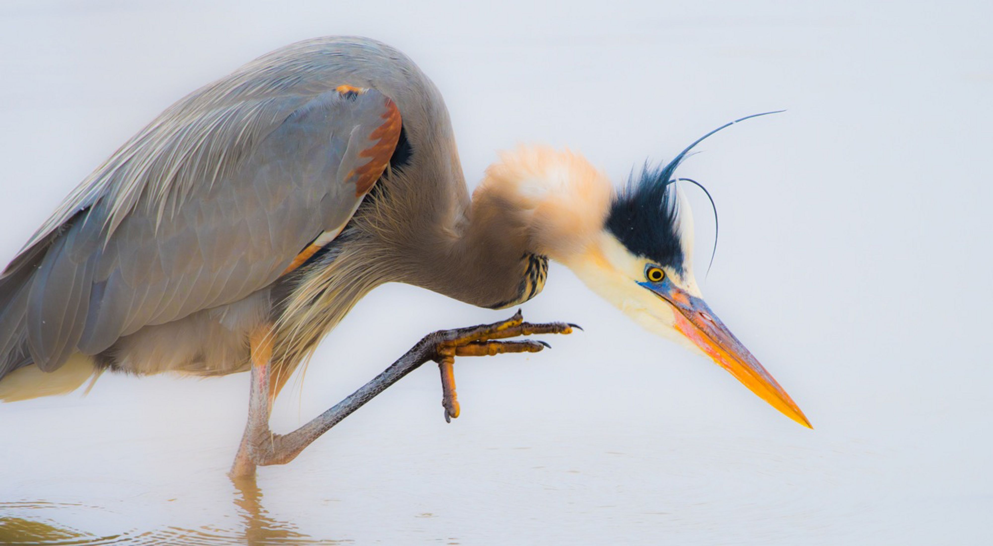 A Great Blue Heron in water.