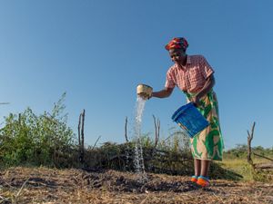 woman watering crops 