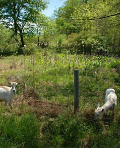 Two goats chew on a grass in a large field. 