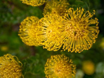 yellow flowers.
