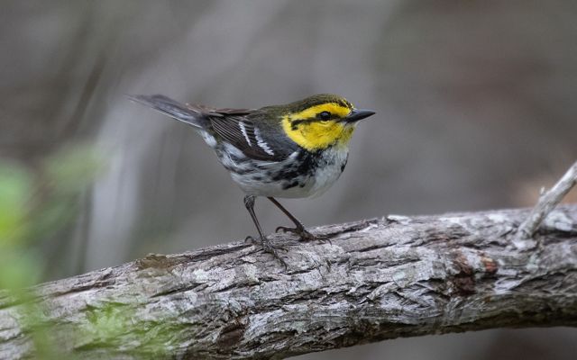 A small bird white and black bird with a yellow head sits on a thick branch.