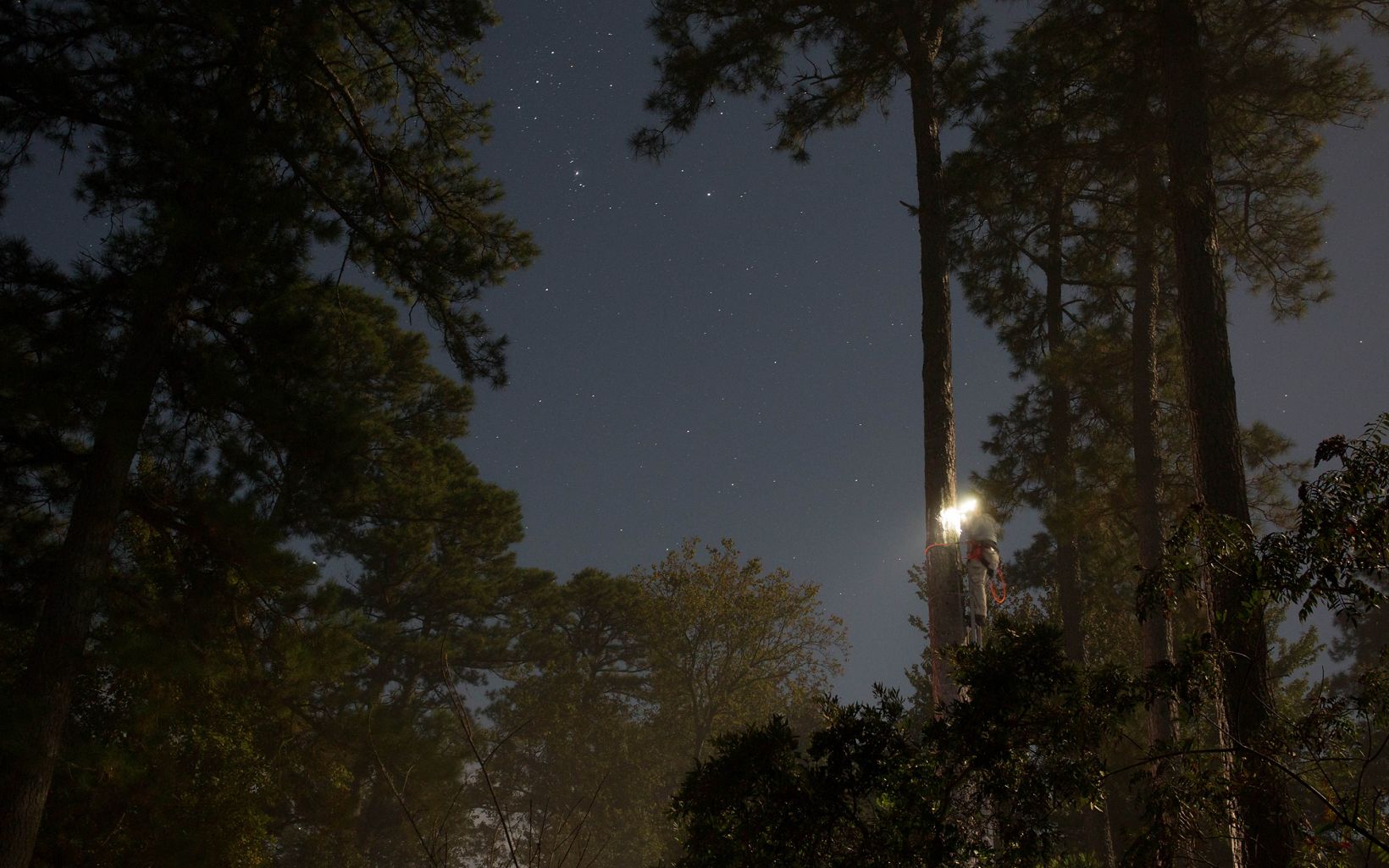 Nighttime view of a man standing at the top of a tall ladder braced against a pine tree. The light from his headlamp is a bright spot in the darkness. Stars are visible.