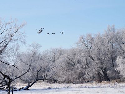 Geese fly over a frozen forested river.