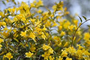 Many little yellow flowers on a shrub.