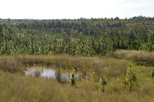 A view of the young pines at the Fort Benning drop zone and the reforestation taking place.