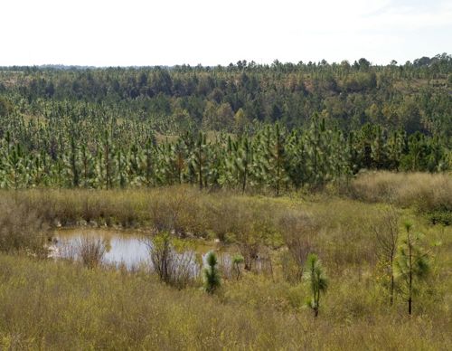 A view of the young pines at the Fort Benning drop zone and the reforestation taking place.