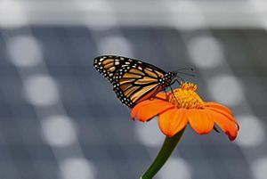 a monarch butterfly on an orange flower.