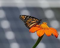 a monarch butterfly on an orange flower.