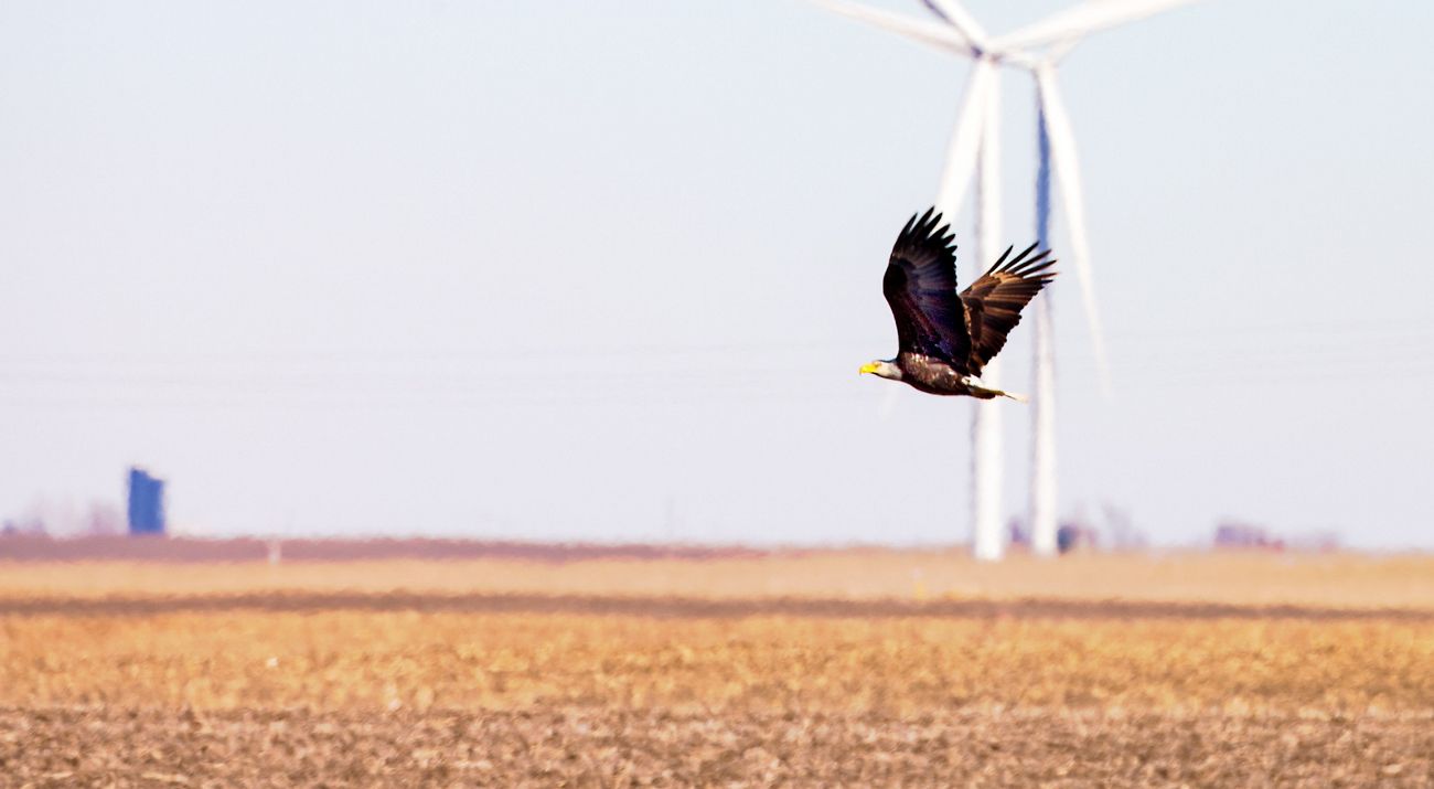 Bird flies in front of wind turbines.
