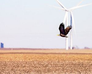 Bald eagle flies in front of wind turbine.
