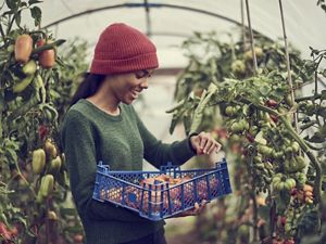 A woman in a knit hat stands in a hothouse and picks tomatoes, which she places in a blue plastic tray she's carrying.