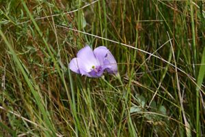 A purple, tulip-shaped flower.