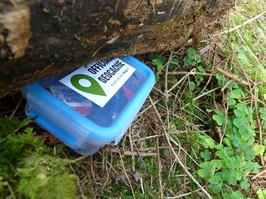 A translucent blue plastic geocache container nestled in pine straw and tucked under a fallen log.