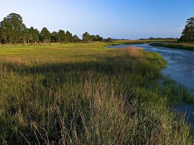 A tidal tributary runs through a salt marsh.