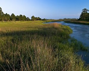 A view over the salt marshes of coastal Georgia.