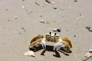 A ghost crab on a sandy beach.