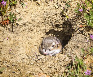 A small rodant at the mouth of a burrow in dry mud.