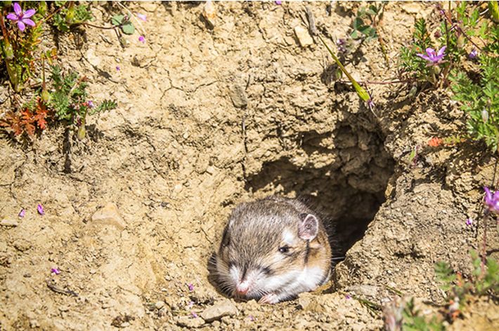 Peeking out of its burrow.