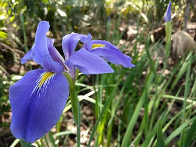 A close up image of a large and bright blue iris.