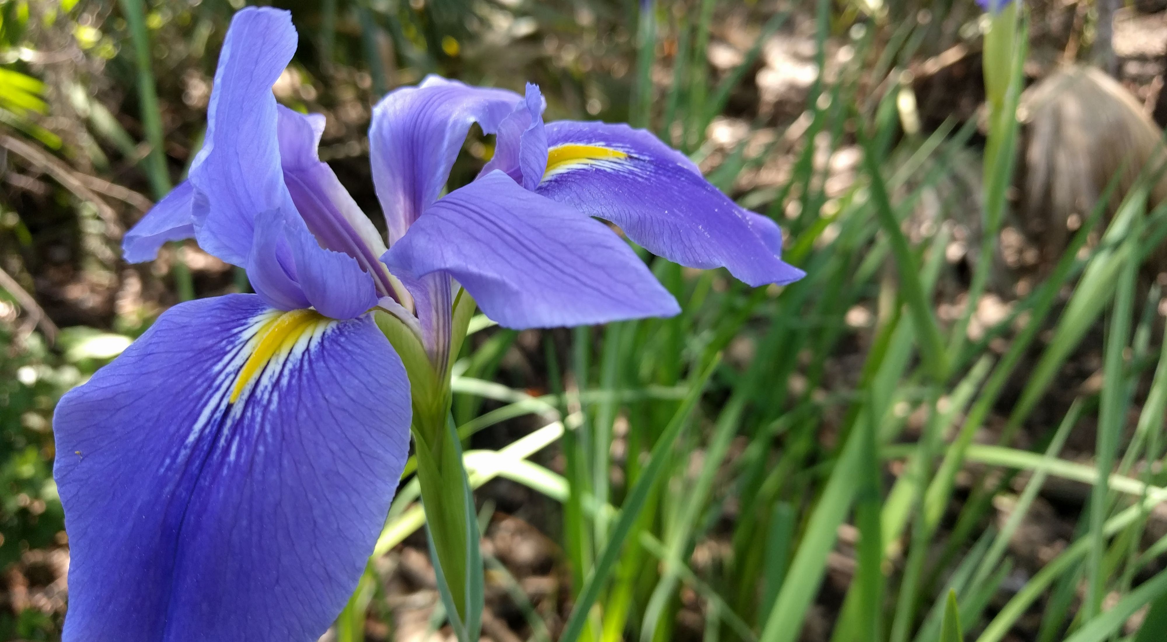 A blue-purple flower with large petals emerges from a long, thick stem.