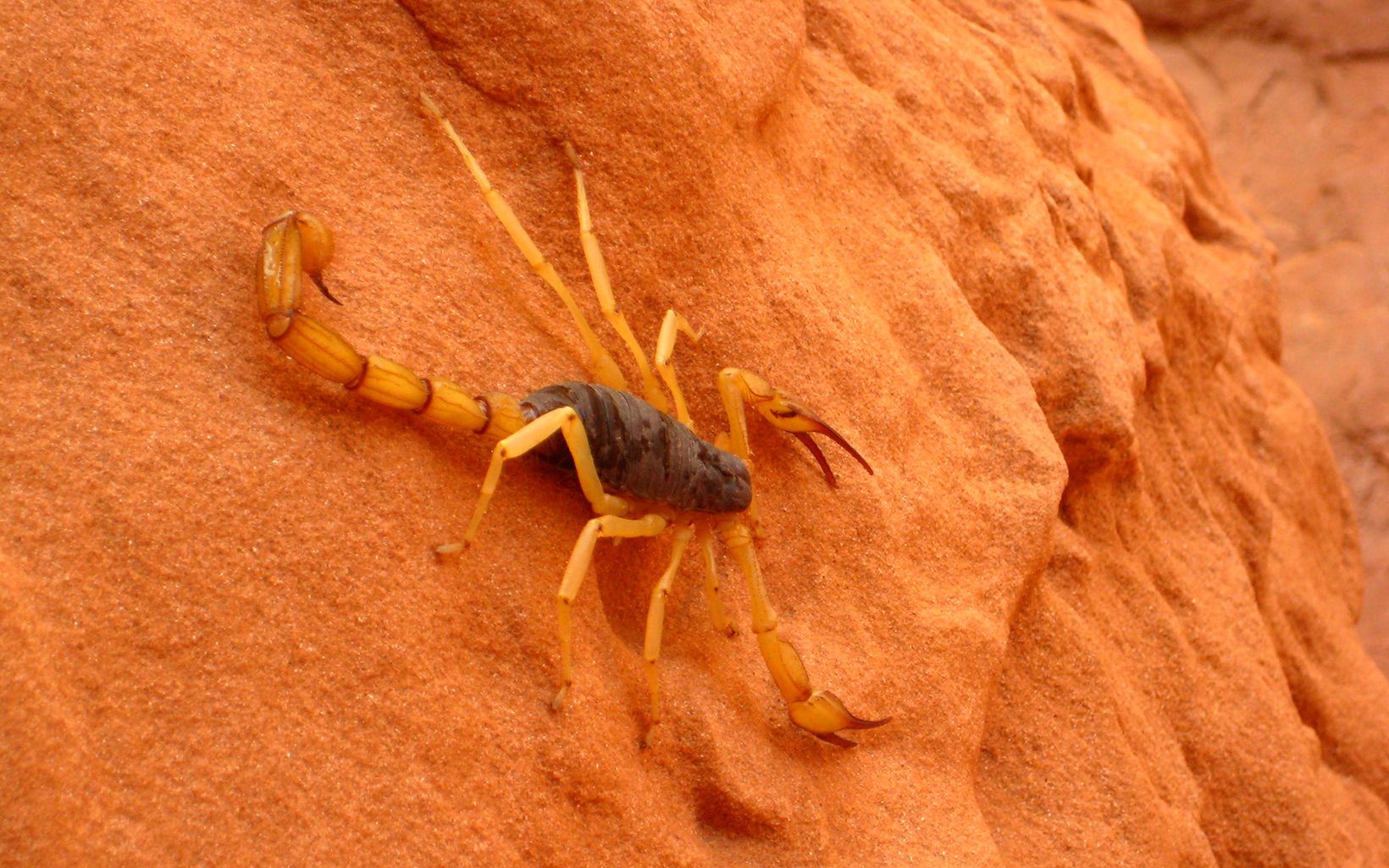 Giant Desert Hairy Scorpion Parklet Slideshow 720 by 500