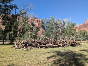 Pile of logs to be burnt.