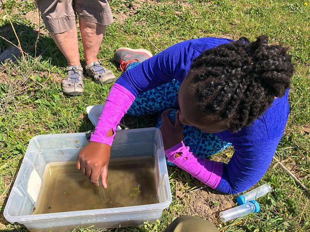 A girl leans by a plastic bin full of muddy water and uses tweezers to grab a sample