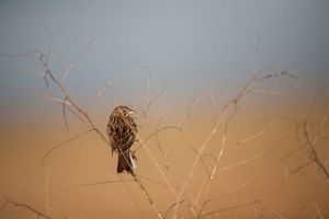 A bird perched in a tree branch.