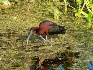 A long legged bird with a dark red breast and neck and black wings and a long, thin beak forages for food in a shallow pond.