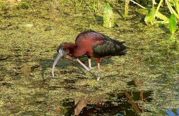 A red and black glossy ibis bird hunts for food in a shallow wetland. Green algae covers the surface of the water.