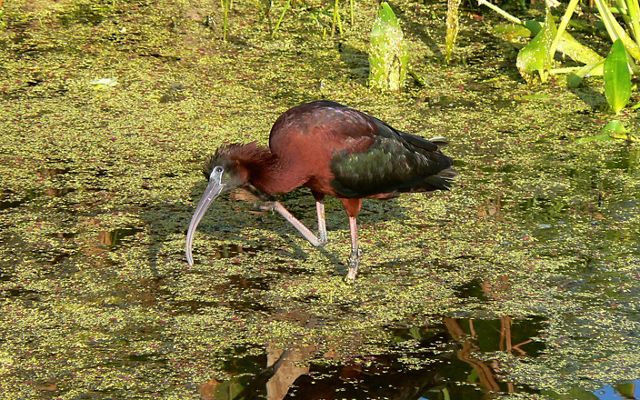 A red and black glossy ibis bird hunts for food in a shallow wetland. Green algae covers the surface of the water.